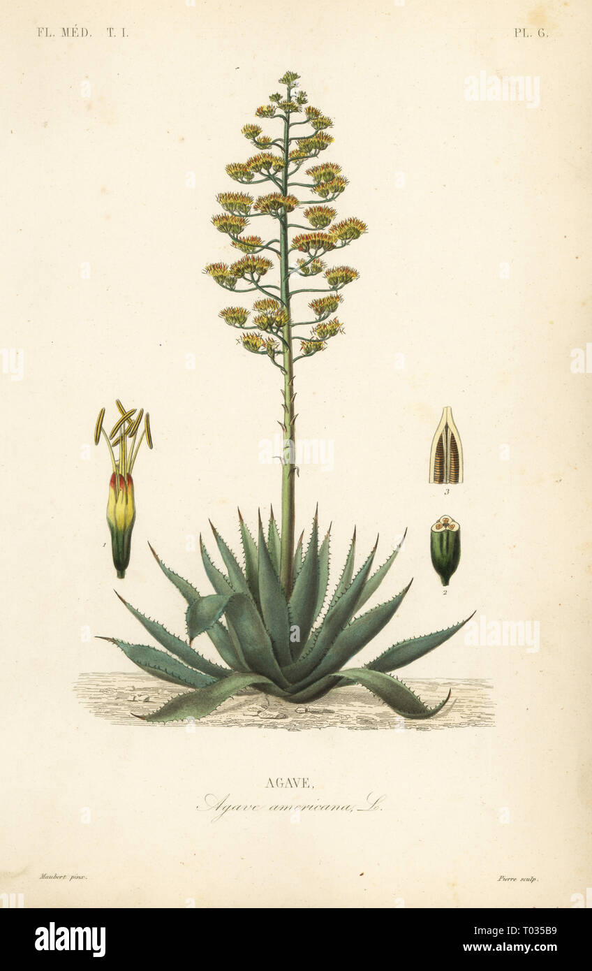 Sentry plant, century plant, maguey or American aloe, Agave americana, Agave.  Handcoloured steel engraving by Pierre after a botanical illustration by  Edouard Maubert from Pierre Oscar Reveil, A. Dupuis, Fr. Gerard and
