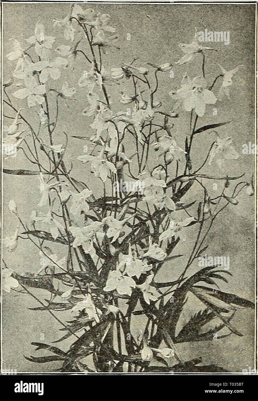Dreer's garden calendar : 1903 . dreersgardencale1903henr Year: 1903  Digitalis Lanata Delphinium Belladonna. DODFXATHEON. (American Cowslip, or Shooting Star.) Meadia. One of the choicest of our native perennials, with broad, tufted foliage and tall, upright flower-stems; surmounted with showy reddish-purple flowers, with rich orange-yellow eyes. They should be planted'in a cool, shaded postion, either in the border or rockery. 20 cts. each ; §2.00 per doz. DICTAMNUS (Gas Plant). A very showy border perennial, form- ing a bush about 2i feet in height, having fragrant foliage and spikes of cur Stock Photo