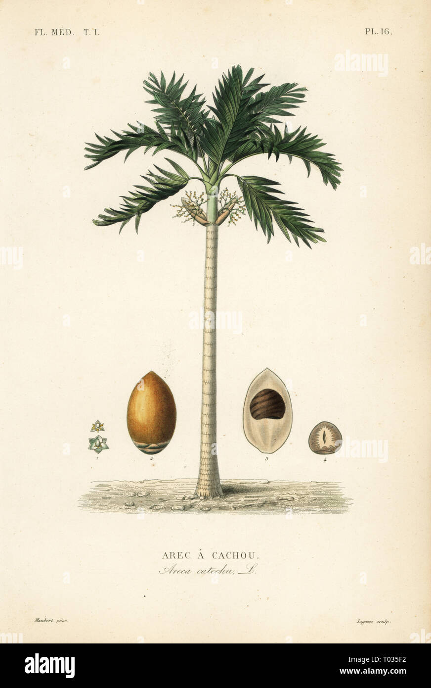 Areca nut palm tree, Areca catechu, Arec a cachou. Handcoloured steel engraving by Lagesse after a botanical illustration by Edouard Maubert from Pierre Oscar Reveil, A. Dupuis, Fr. Gerard and Francois Herincq’s La Regne Vegetal: Flore Medicale, L. Guerin, Paris, 1864-1871. Stock Photo