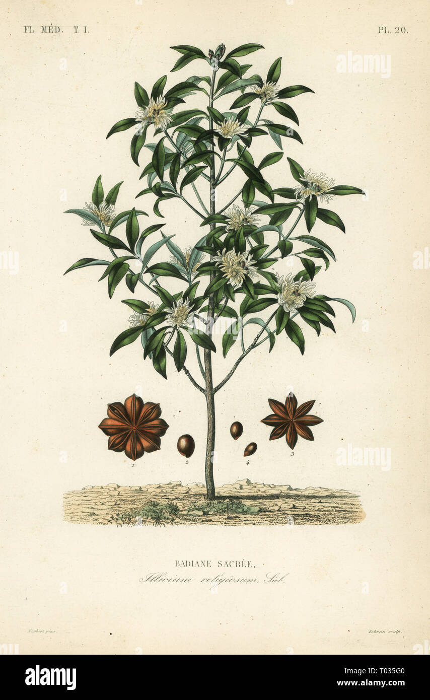 Japanese star anise, aniseed tree or sacred anise tree, Illicium