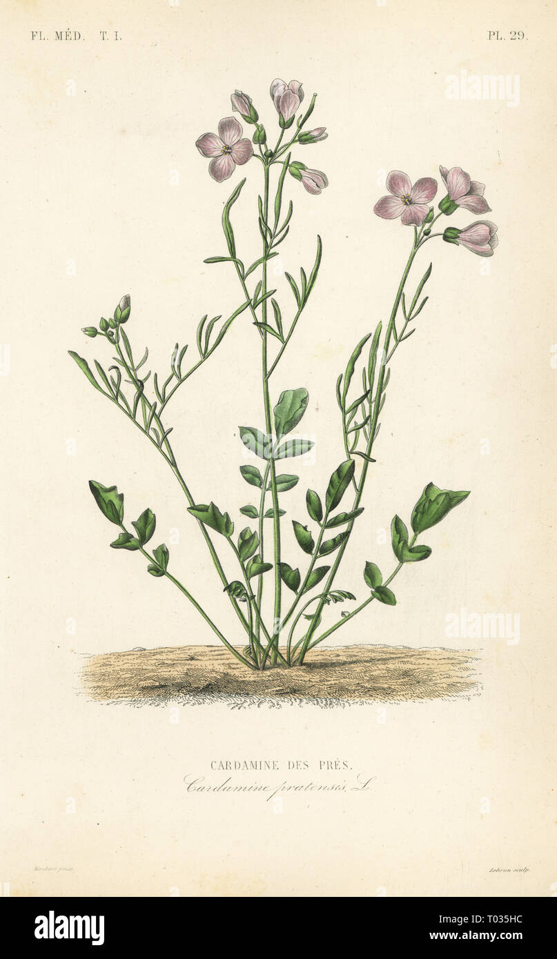 Cuckooflower, Cardamine pratensis, Cardamine des pres. Handcoloured steel engraving by Lebrun after a botanical illustration by Edouard Maubert from Pierre Oscar Reveil, A. Dupuis, Fr. Gerard and Francois Herincq’s La Regne Vegetal: Flore Medicale, L. Guerin, Paris, 1864-1871. Stock Photo