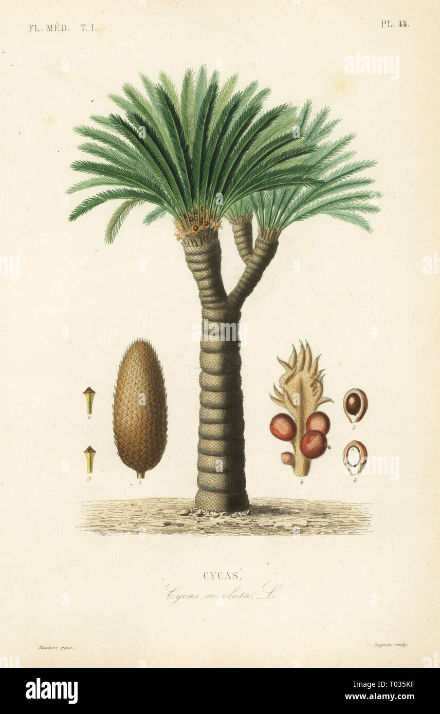 Sago palm, king sago, sago cycad or Japanese sago palm, Cycas revoluta, Cycas. Handcoloured steel engraving by Lagesse after a botanical illustration by Edouard Maubert from Pierre Oscar Reveil, A. Dupuis, Fr. Gerard and Francois Herincq’s La Regne Vegetal: Flore Medicale, L. Guerin, Paris, 1864-1871. Stock Photo