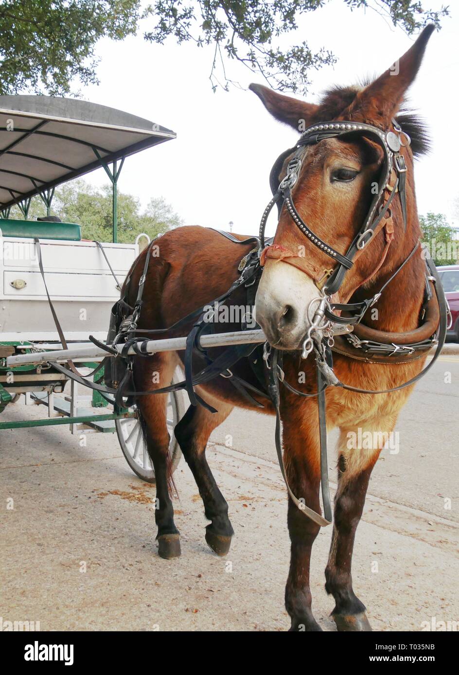 Horse standing in a concrete pavement waiting to pull a carriage for tourist rides in a city
