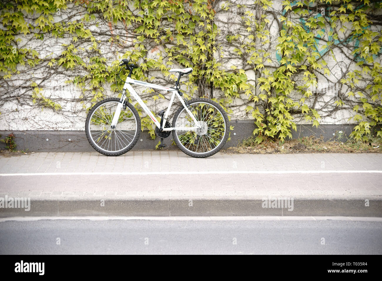 A mountain bike during a bicycle break is leaning against a wall covered in climbing wine. Stock Photo