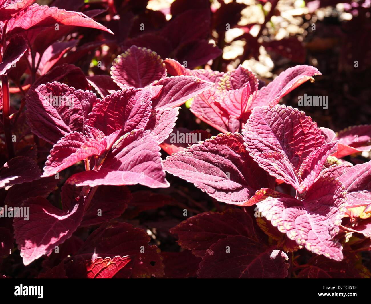 Maroon mayana leaves growing in a garden Stock Photo