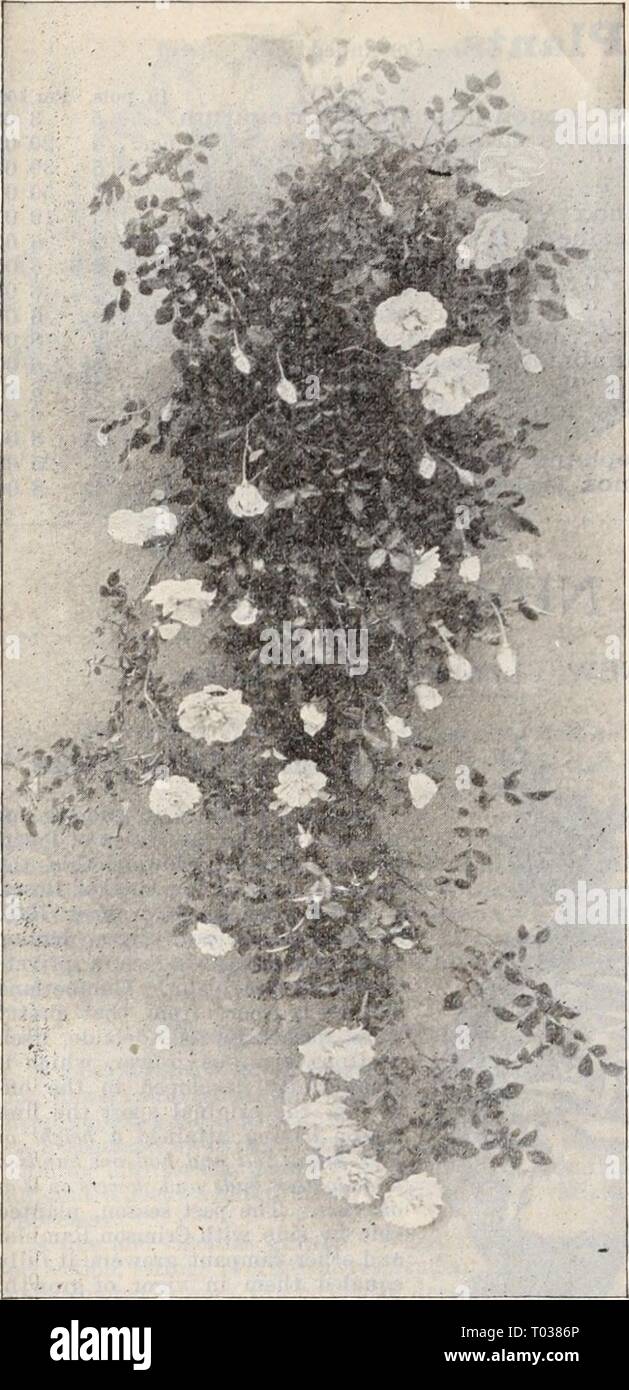 Dreer's wholesale price list / Henry A. Dreer