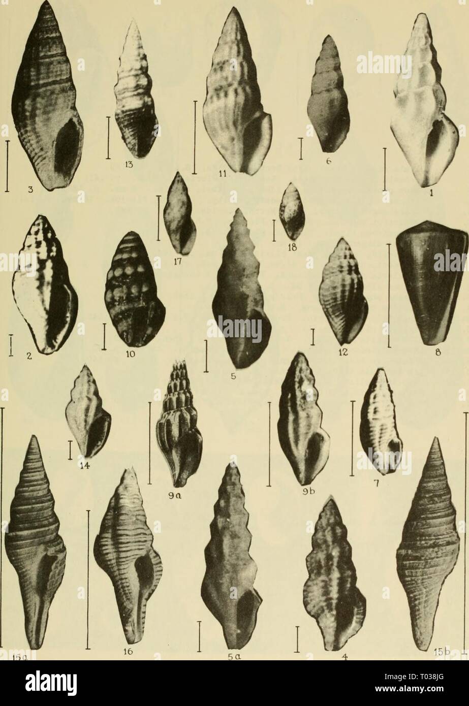 East coast marine shells Stock Photo - Alamy