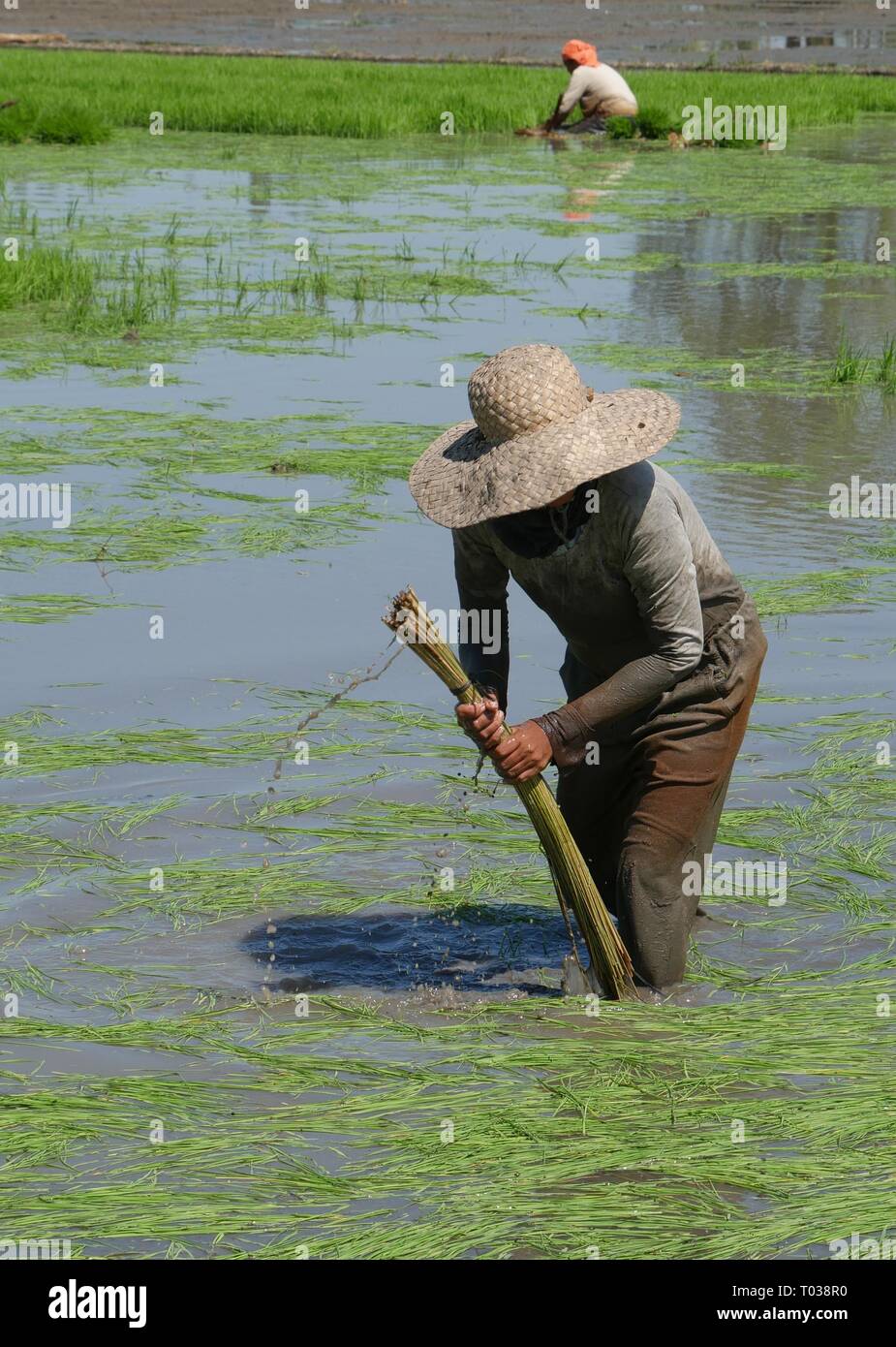 Bending stalks hi-res stock photography and images - Alamy