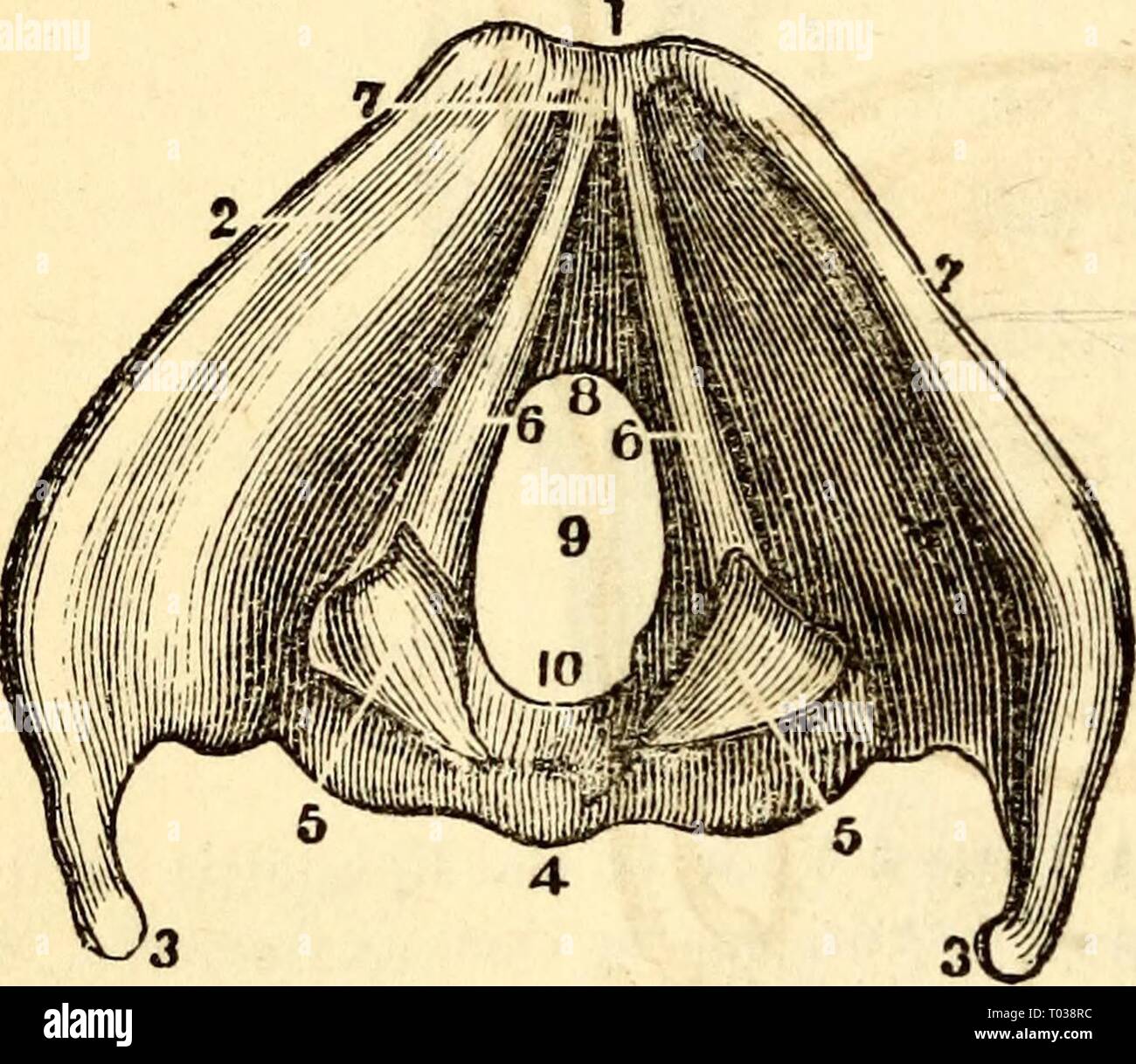 Elementary anatomy and physiology : for colleges, academies, and other schools . elementaryanato00hitc Year: 1869  2G2 HITCHCOCK'S ANATOMY frequently become considerably ossified in males in ad- vanced age. The Vocal Cords or ligaments are folds of white fibrous tis- sue, covered by mucous membrane, and are made to vibrate when the air is forced over them. Hence ulceration, or any Fig. 261. Fig. 262.    A View of the Larynx from above, showing the Thyreo-Arytenoi J or Vocal Ligaments. 1, Superior Edcre of the La- rynx. 2, Its Anterior Face. 3, Cornua Majorcs of the Thyroid Cartilage. 4, Pos- t Stock Photo