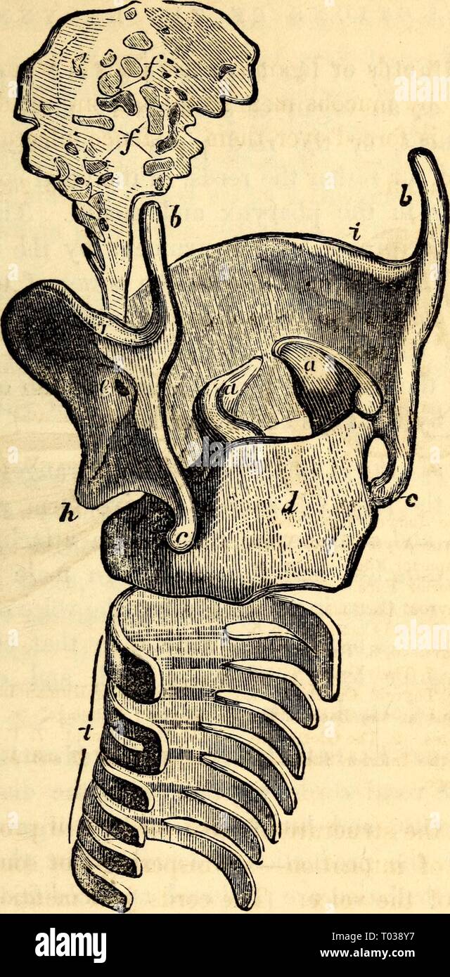 Elementary anatomy and physiology : for colleges, academies, and other schools . elementaryanato00hitc Year: 1869  AND PHYSIOLOGY. 202 Fig. 263.    Cartilages of Larynx and Epiglottis, a. Arytenoid, h. Its Superior Cornu. c. In- ferior Cornu. d. Cricoid. /. Perforation of Epiglottis, i. Upper Part of Thyroid. t. Trachea, h. Tubercle. pass between the different cartilages, and are of use in regu- lating the size of the glottis and the tension of the vocal cords, while the three remaining go from the epiglottis to the dif- ferent parts of the larynx, solely for the purpose of moving this valve t Stock Photo