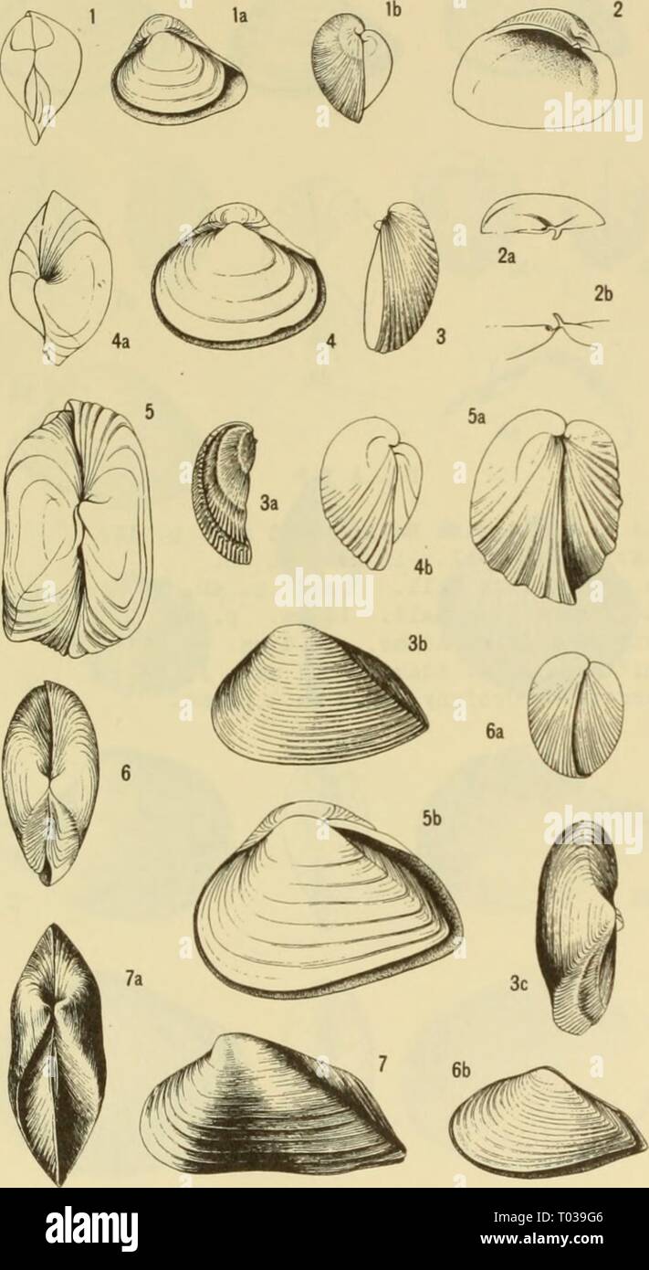 East coast marine shells; descriptions Stock Photo Alamy