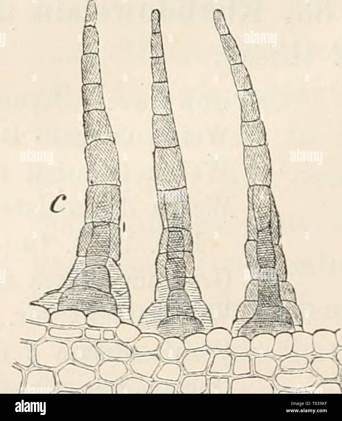 Dr. L. Rabenhorst's Kryptogamen-Flora von Deutschland, Oesterreich und der Schweiz . drlrabenhorstskr0401rabe Year: 1890  Ehabdoweisia denticulata (Brid.). a Habitusbild (1-5), b Blattspitze {^^)^ c Peristomzähne (-t-). (Sclilesiscbes Exemplar.) [k r^: '1-. r 6: a -^'^L^ yj-^-yr^^o-^'ii: )oa3    #p® an der Basis querstreifig, oberwärts mit schräg sich kreuzen- den Linien. Deckel wie bei vorigem, doch die Zellen der con- vexen Basis zumeist hexagonal. Sporen der vorigen Art ganz ähnlich, doch meist 0,017 mm; Reife im Sommer. Vorkommen wie vorige, doch mehr in feuchten oder überrieselten Lagen Stock Photo