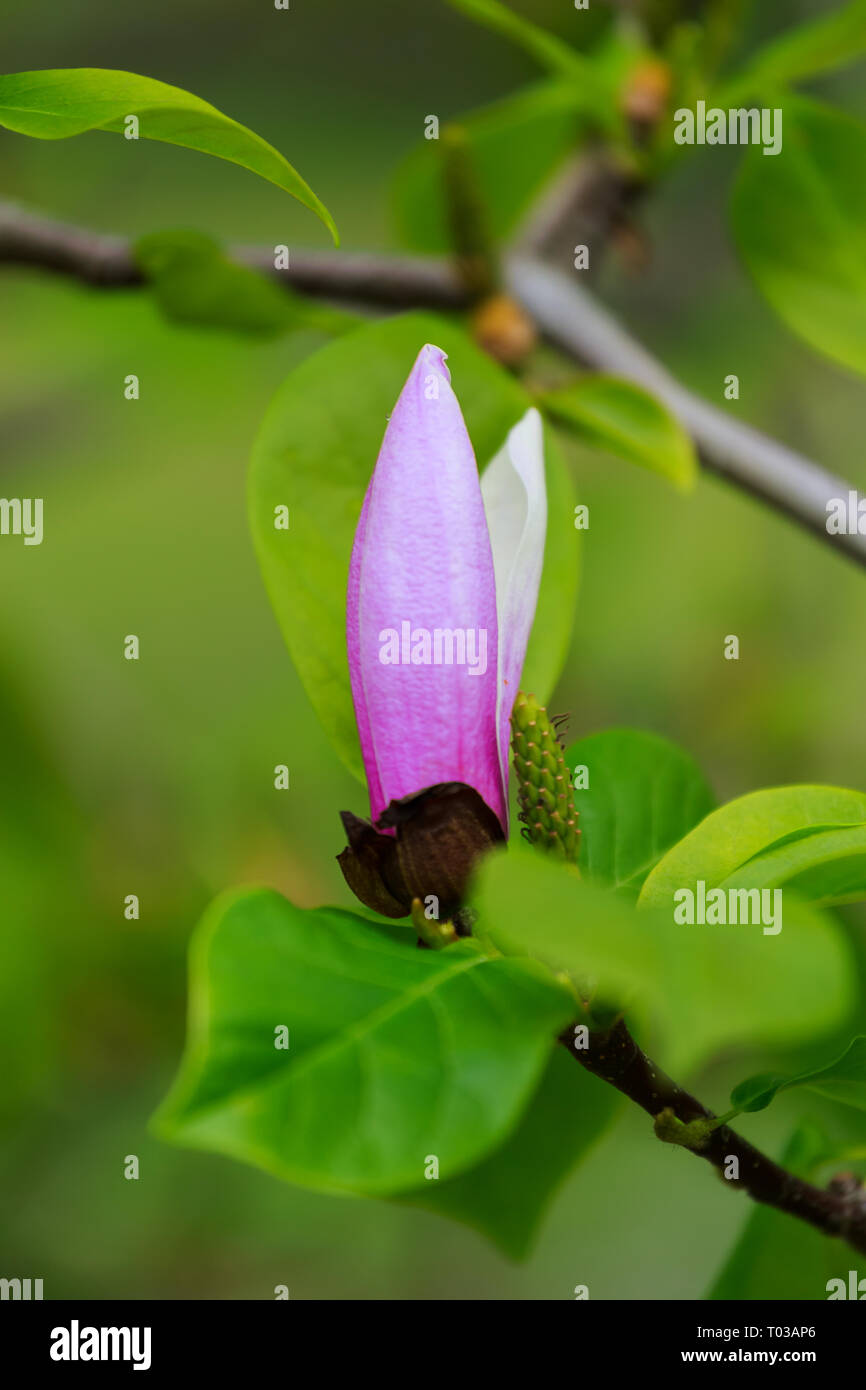 Bloomy magnolia tree with big pink flowers soft floral background Stock ...