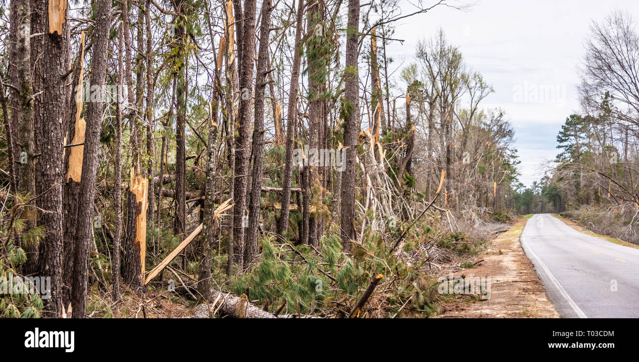 Snapped trees along a county road  in Smiths Station, Alabama where deadly tornados passed through Lee County on March 3, 2019. (USA) Stock Photo