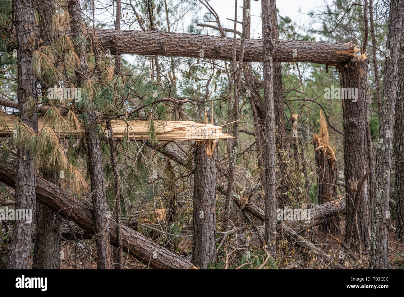 Snapped trees from the deadly tornado that passed through Lee County, Alabama on March 3, 2019. (USA) Stock Photo