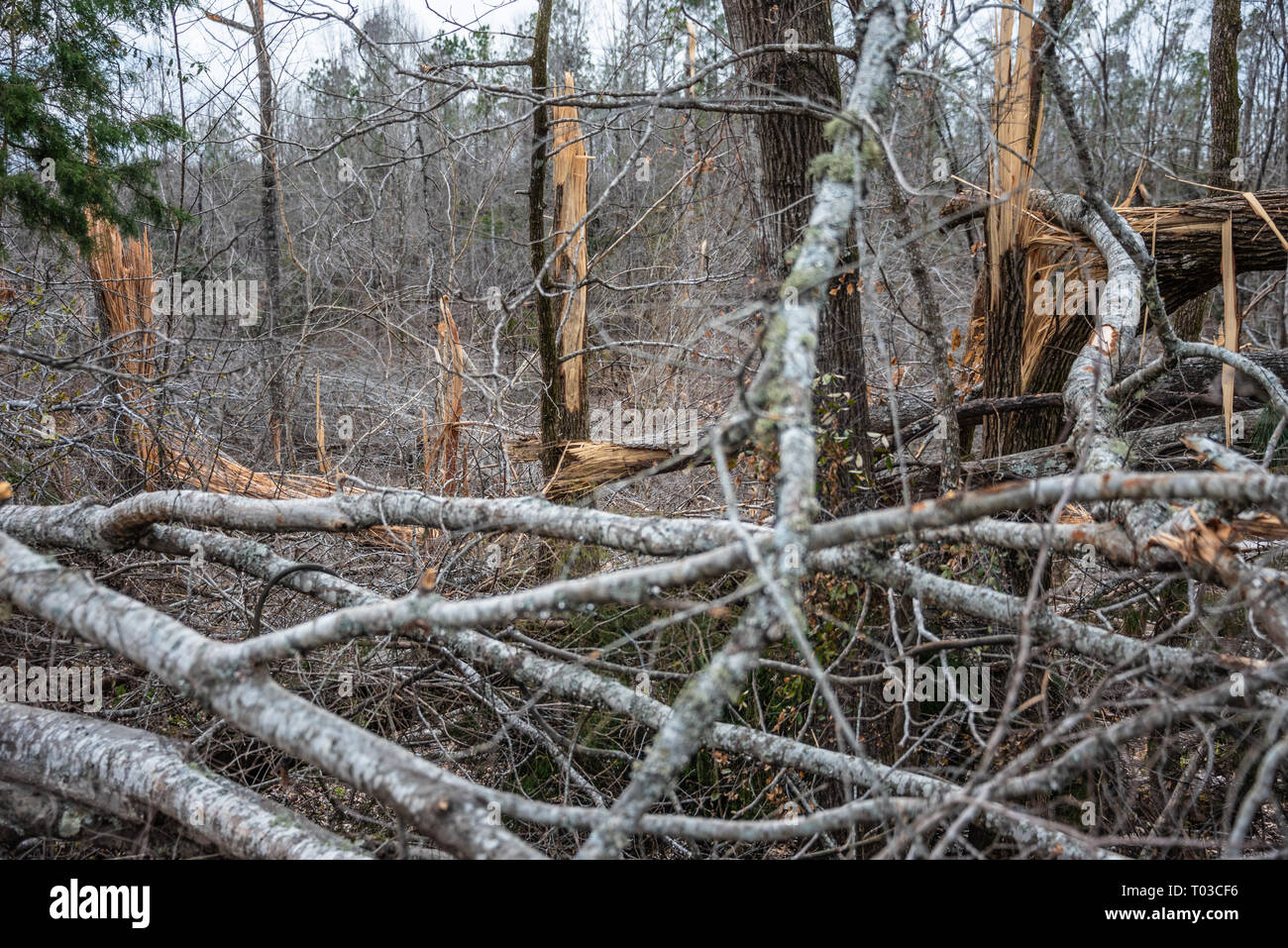 Snapped and downed trees from the deadly tornado that passed through Lee County, Alabama on March 3, 2019. (USA) Stock Photo