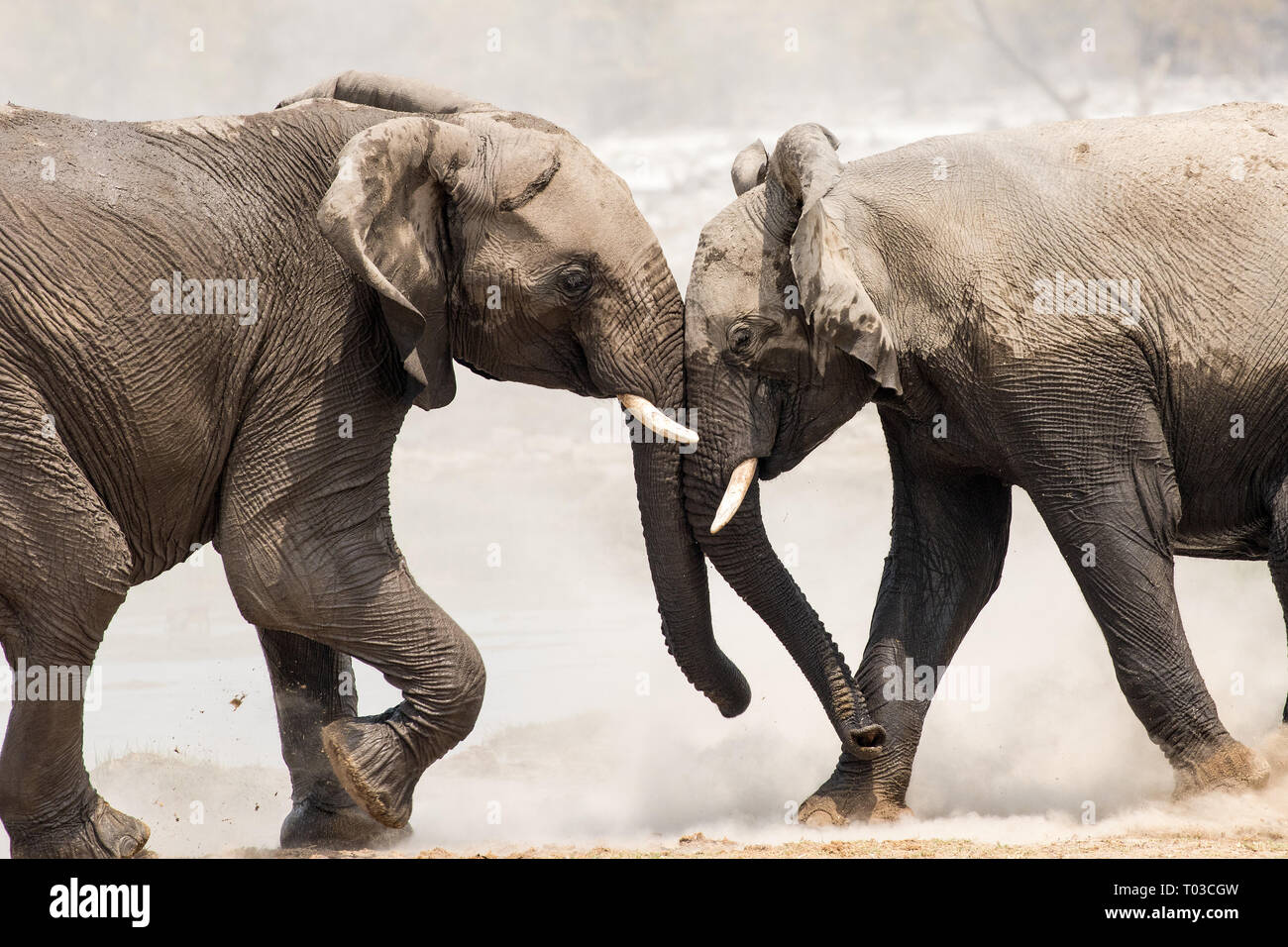 African Bush Elephant Stock Photo - Alamy