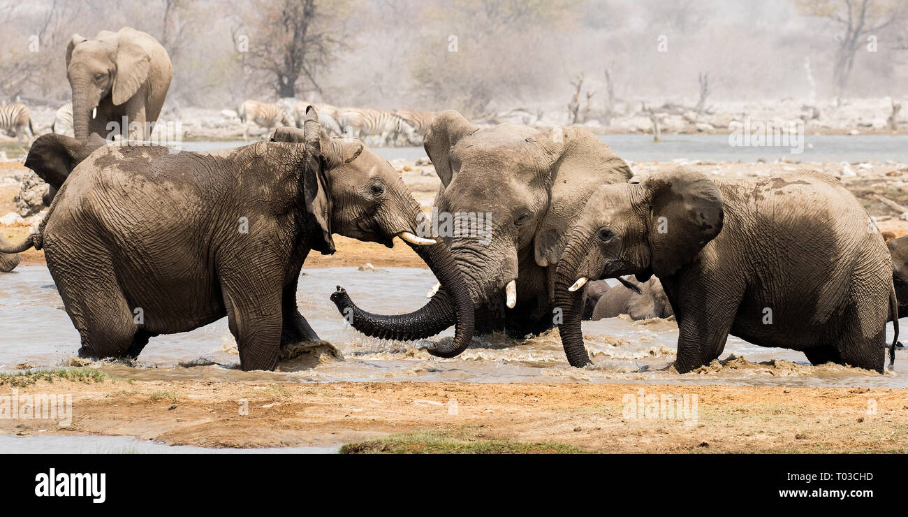 African Bush Elephant Stock Photo - Alamy