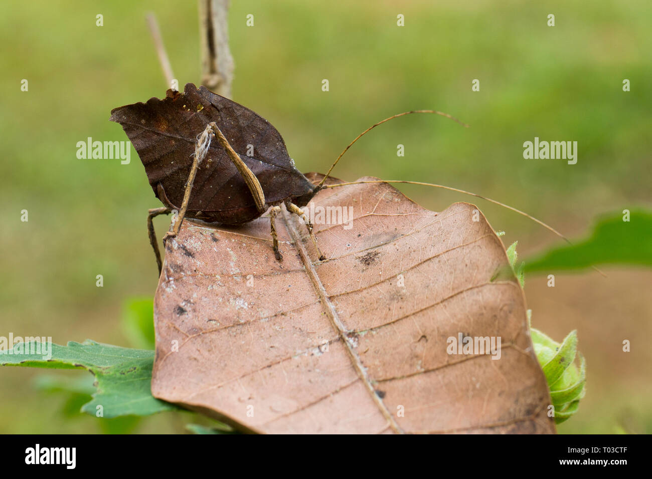 Katydid of Costa Rica rainforest jungle. Leaf mimicking katydid, Drake Bay Osa Peninsula. Stock Photo
