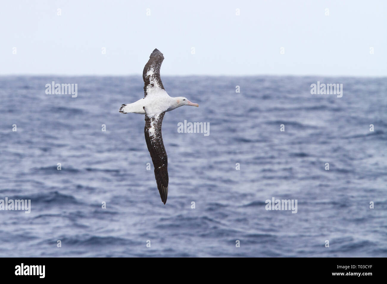 Wandering albatross bird flying above Drake Passage near Antarctica, Antarctic. (Diomedea exulans). Stock Photo