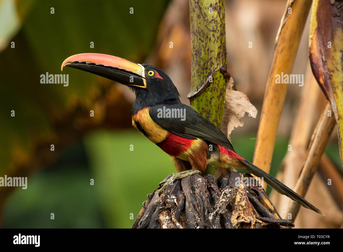 Costa Rica toucan Fiery-billed Aracari in jungle rainforest of Osa Peninsula. Stock Photo