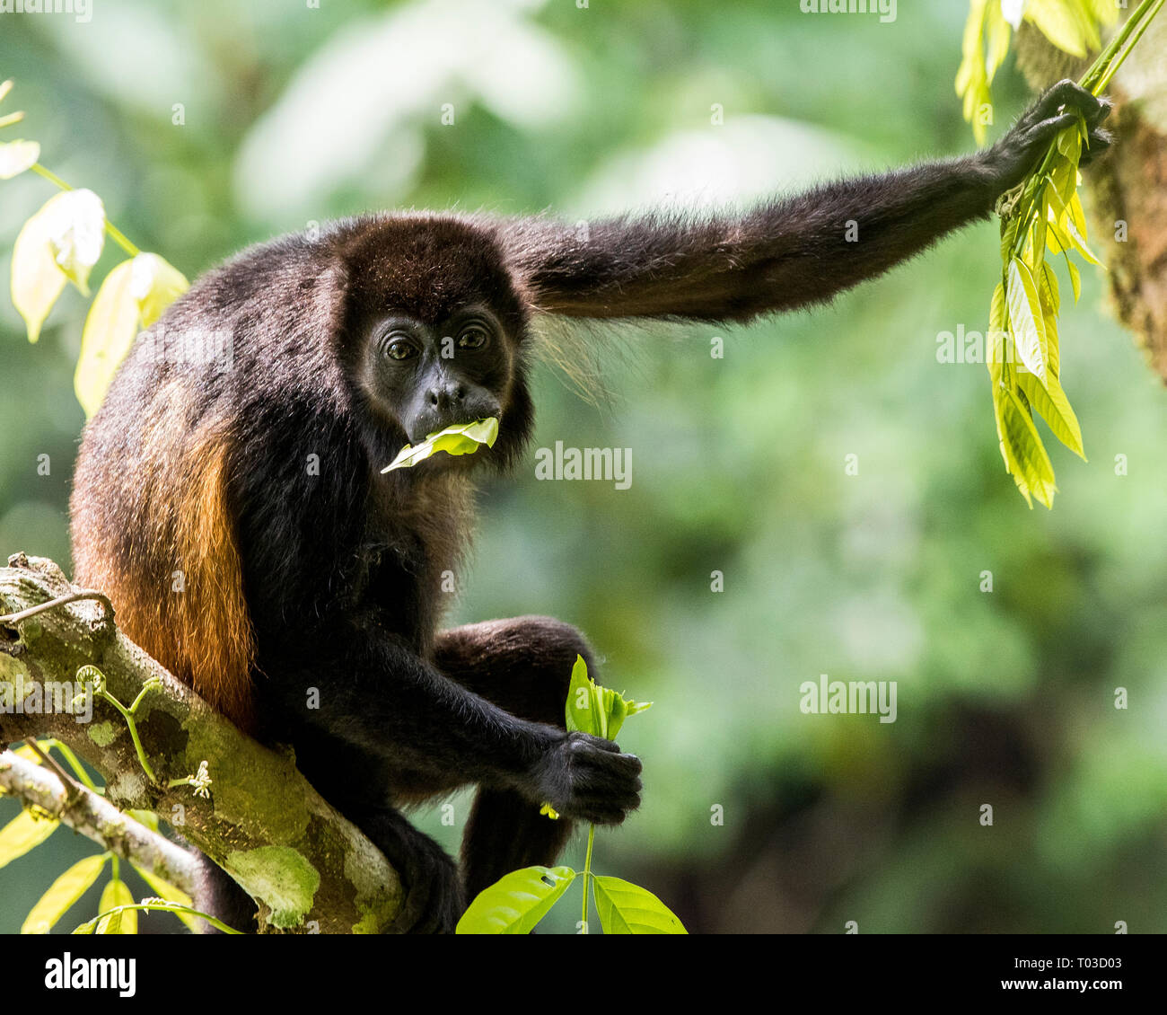 Howler monkey Osa Peninsula Costa Rica eating leaves in tree of rainforest jungle. Stock Photo