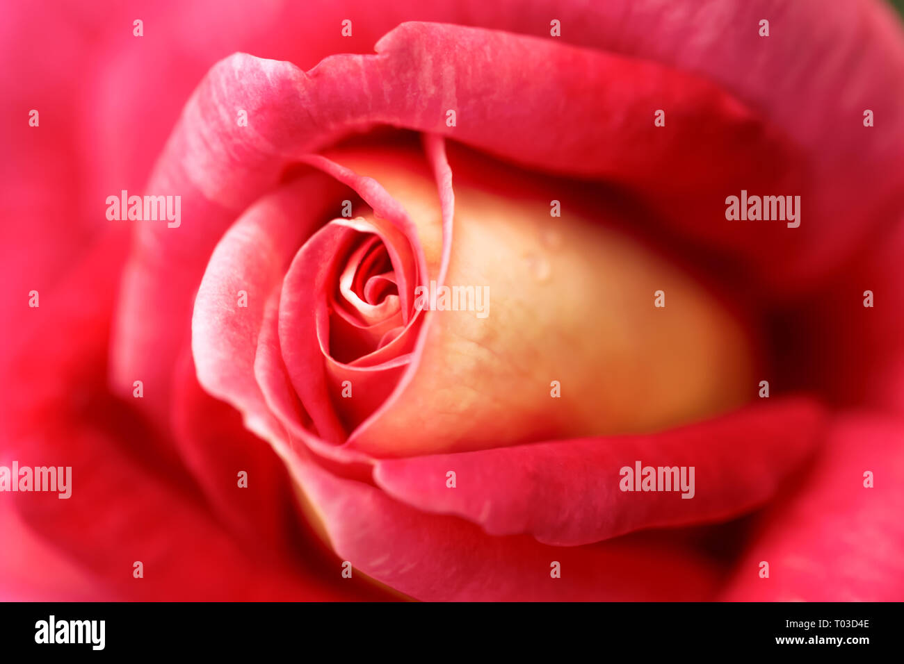 China red roses hires stock photography and images Alamy