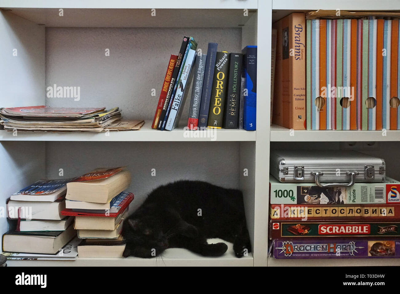 black cat is sleeping in the bookshelf Stock Photo Alamy
