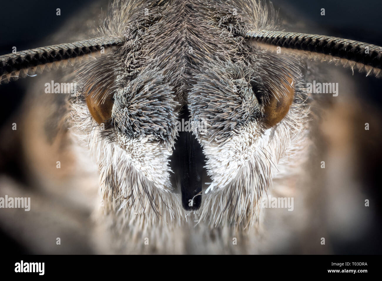 Portrait Head of moth macro or micro photography Stock Photo