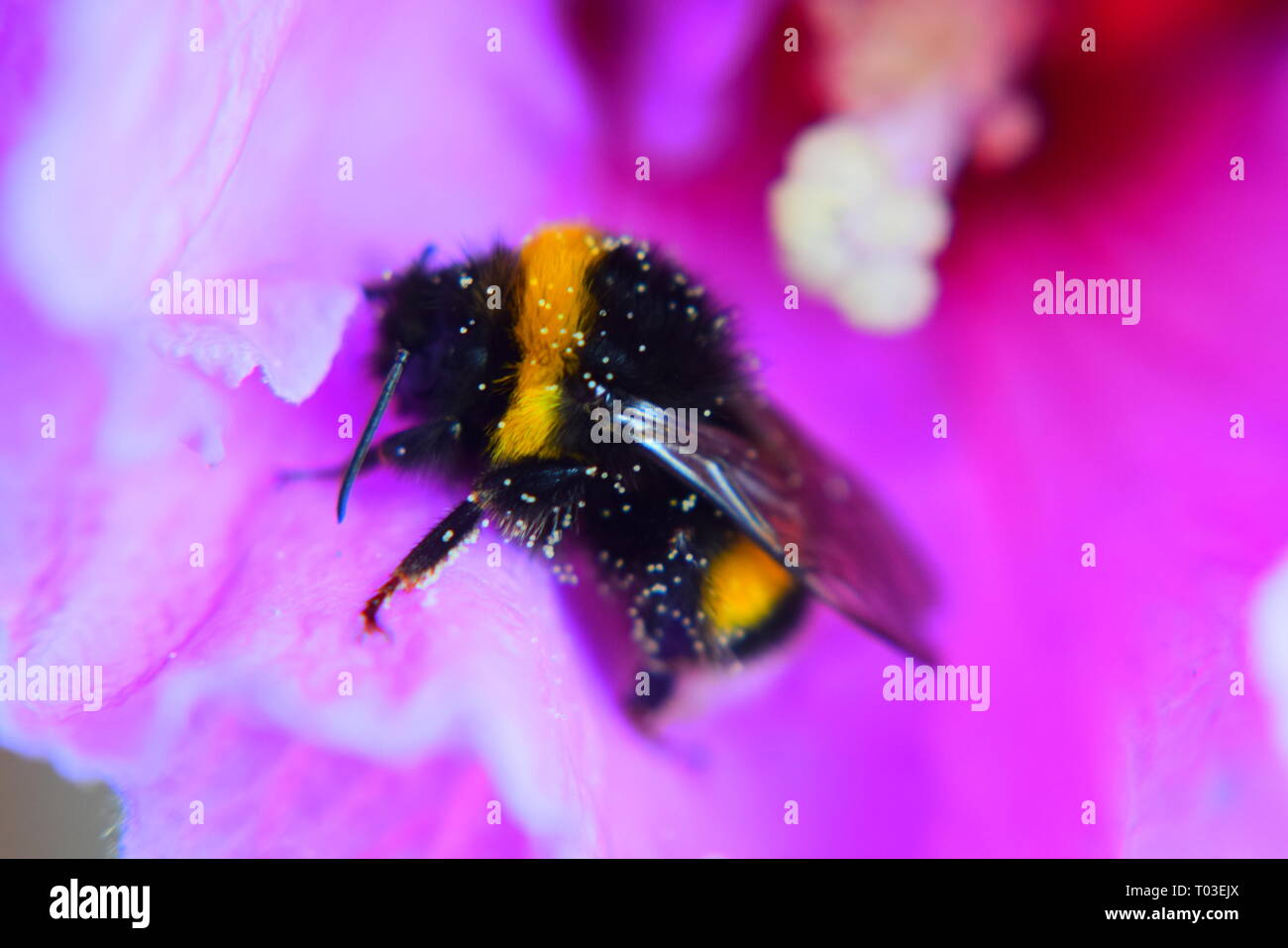 bumble bee pollination on purple flower,amsterdam garden 2016. Stock Photo