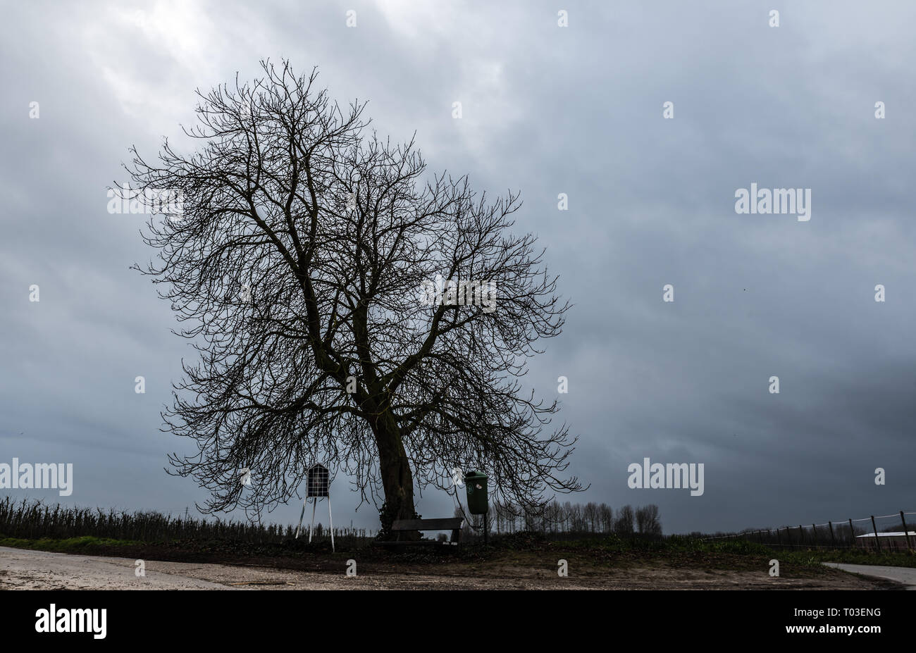 Lonely bare tree and empty Farmland with dark blue rainclouds in the background Stock Photo