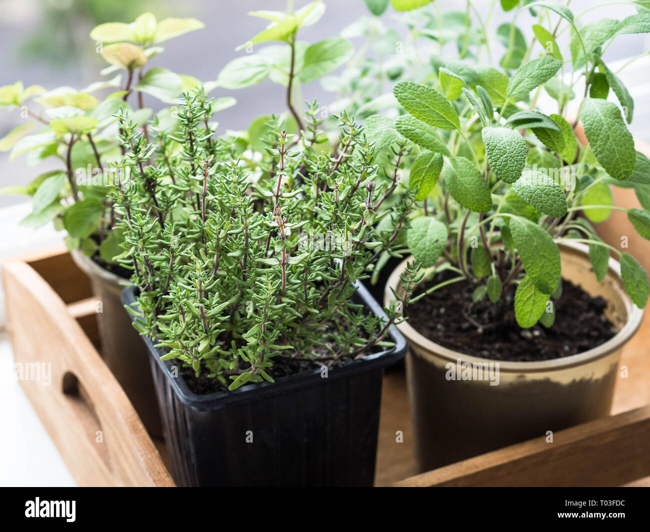 Herbs In Pots In Wood Tray Growing On A Windowsill Thyme Mint