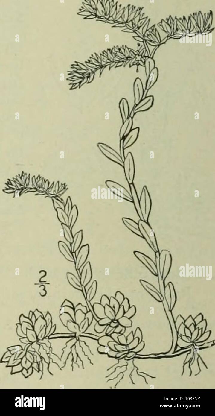 An illustrated flora of the northern United States, Canada and the British possessions : from Newfoundland to the parallel of the southern boundary of Virginia and from the Atlantic Ocean westward to the 102nd meridian . ed2illustratedflo02brit Year: 1913  9. Sedum Nevii A. Grav. Xevius' Stonecrop. Fig. 2142. Sedum Ncvii A. Gray, Man. Ed. 5, 1S67 Densely tufted, glabrous, stems spreading or decum- bent, flowering branches ascending, 3-5' high. Leaves of the sterile shoots very densely imbricated, spatulate or obovate, narrowed or cuneate at the base, mostly sessile, rounded at the apex, entire Stock Photo