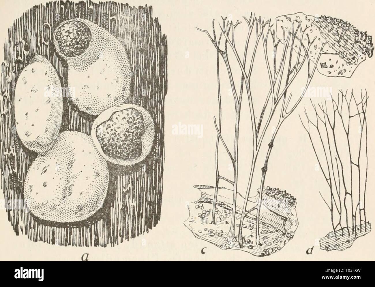 Dr. L. Rabenhorst's Kryptogamen-Flora von Deutschland, Oesterreich und der Schweiz . drlrabenhorstskr0110rabe Year: 1920  207    Fig. 7&lt;S. Didyniiuui difforme Pers. a) ({ruppe vou 8])oraiigieu, 2 gei'ilfuet, die Sporeamasse zeigend (^'/i); ^) 'i'eü des Capillitiums mit einem obern und untern Wandfragment ('*7i); d) Capil- litium von var. comatum liister mit einem Fragment der Peridie (^^''/i)- a iiacli der Natur, c und d nach Lister. Es lassen sich folgende Spielarten unterscheiden: var. genuinura Torrend in Broteria VII (1908), 89. Ca- pillitium spärlich: Fäden am Grunde verbreitert. var.  Stock Photo