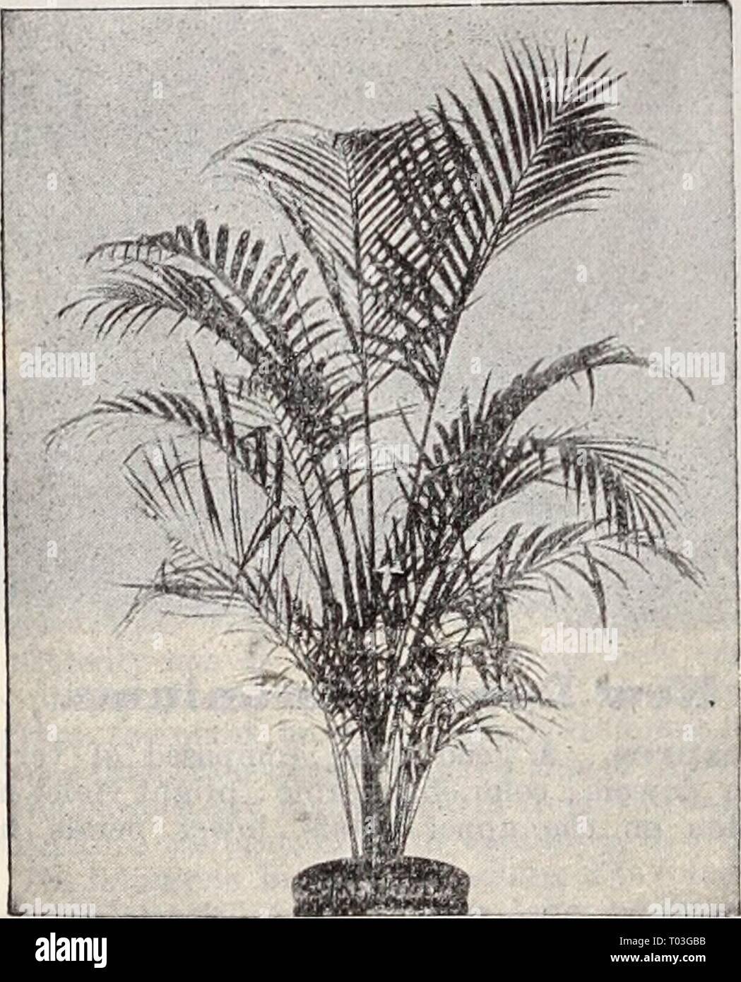 Dreer's wholesale price list / Henry A. Dreer. . dreerswholesalep1898dree Year:   36 DREER'S WHOLESALE PRICE LIST. PALMSt Leading Specialty. We again call special attenlion to our stock of Palms, which is the largest and most complete in the country, especially in the varieties and sizes used in the general Florist trade. Our stock of Kentias alone occupying over one and a half acres of glass, and all other popular varieties being on hand in proportionate quantities. Special Notice.—Our measurement;? of plants, where given, as in the case of Palms, etc., etc., mean the height of the plant from Stock Photo