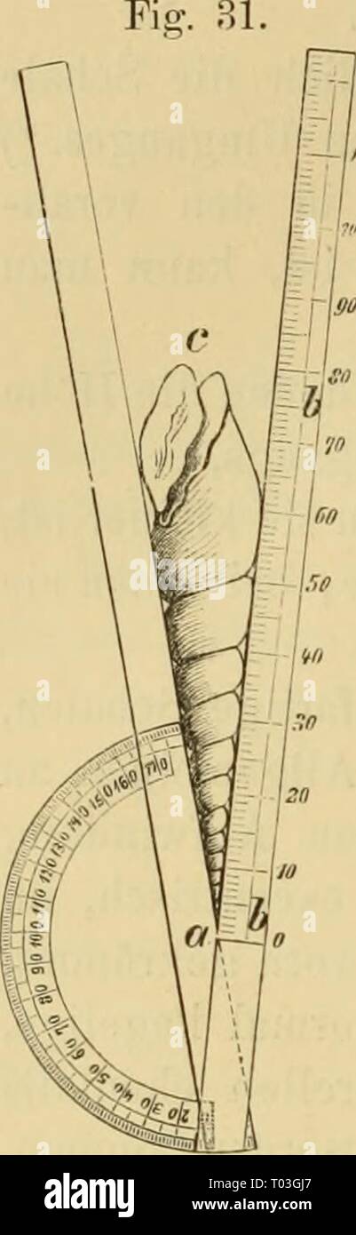 Dr. H.G. Bronn's Klassen und Ordnungen des Thier-Reichs : wissenschaftlich dargestellt in Wort und Bild . drhgbronnsklasse0302bron Year: 1896  192 Prosobraneliia. getlachteii (selbst iniieron) bis zu schkink thurniförinigcn Schalen. Die letzteren trifft man in den verscliiedensten Gruppen, wo sie auf un- abhängiger Erwerbung beruhen, mit allmählicher Steigerung etwa bei Melanien, Sealarien, Eulimiden, Turritelliden, Cerithiidien, Terebriden. Für Schalen, deren Windungen sich regelmässig erweitern, deren Gewinde also gleichmässig conisch ist, kann man den Grad der Zuspitzung praktisch mit Hilfe Stock Photo