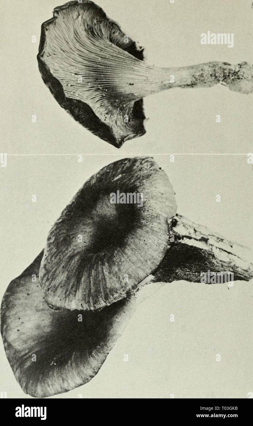 Edible and poisonous mushrooms of Canada . ediblepoisonousm00grov Year: 1979  so CO CO St 'a o to C Q ft. vd 00 317. Gyroporus cyanescens. 319. Boletus edulis. 321. B. subvelutipes. 323. Leccinum aurantiacum. 325. L. chromapes. Figures 317-326 318. 320. 322. 324. 326. G. castaneus. B. edulis. B. subvelutipes. L. subglabripes. L. chromapes. 214 Stock Photo