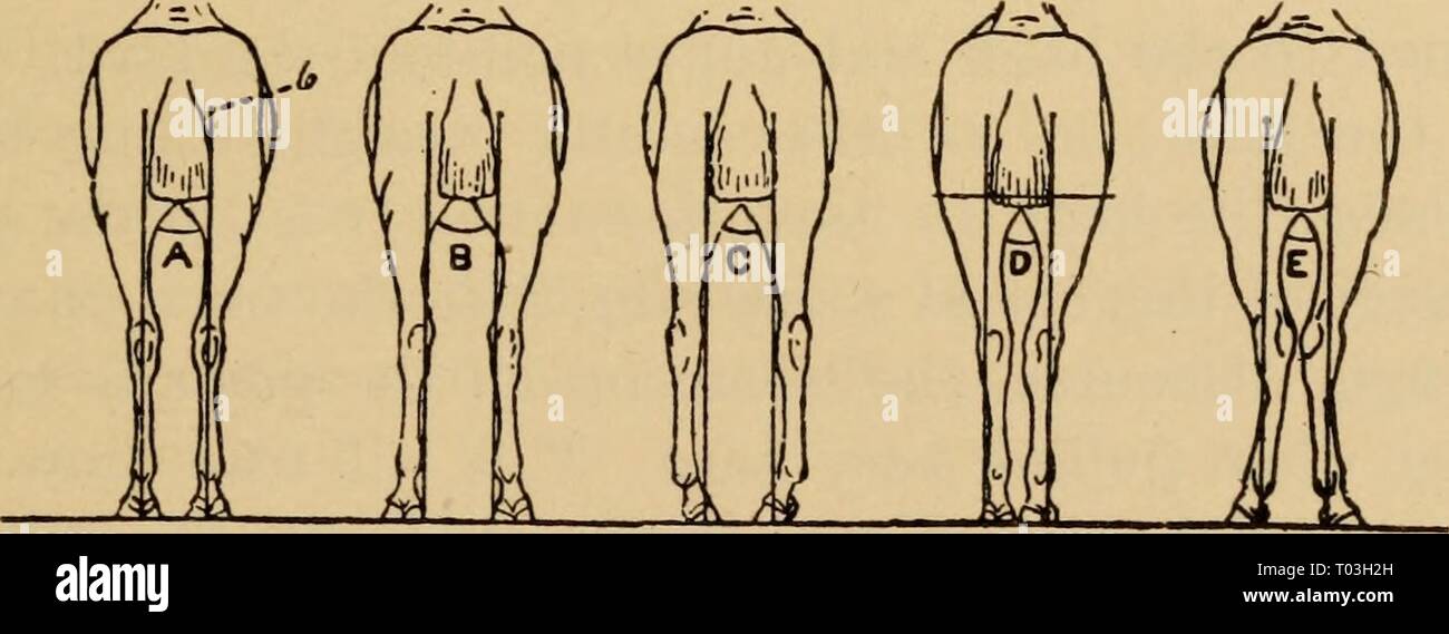 Elementary principles of agriculture; a text book for the common schools . elementaryprinci00ferg Year: 1908  Side view of front legs. A shows correct conformation; B, foot too far back; C, too far forward; D, knee-sprung; E, knock-kneed. -...^ ii'- ,â '^} {m A  , ,1 y '' f n ' â / ^ 0 f Side view of hind legs. A shows correct conformation; B to D, common defects.    Rear view of hind legs. A shows correct conformation; B to E, common defects. Fig. 136. Proper and improper positions of horses' legs, while standing. Stock Photo