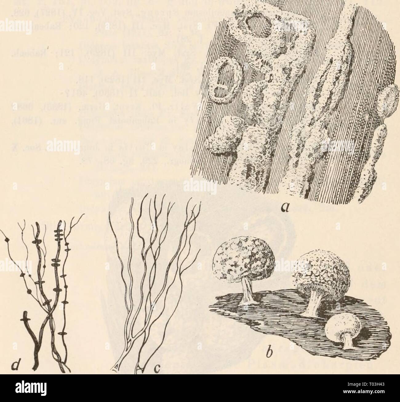 Dr. L. Rabenhorst's Kryptogamen-Flora von Deutschland, Oesterreich und der Schweiz . drlrabenhorstskr0110rabe Year: 1920  216 Didymium Choiicliiorlerma de Bary et Eost. in Alex. Stroz. (1872), 89. Didymium ueglectum Berkeley et Broome in .Joiivii. Tiiiiii. Soe. XIV (1873), 83. Didymium Fuckeliauum Eost. Monogv. (1875), 1(51, tig. 134; Massee Mouogr., 222. Didymium macrospermum Eost. Mouogr. (1875), 161; Celak. Myxom. Böhm., 62; Massee Mouogr., 228. Didymium discoideum Rost. Mouogr. (1875), 162; Massee Mouogr., 229. Didymium couflueus Rost. Mouogr. App. (1876), 22. Didymium platypus Hazsiinszky Stock Photo