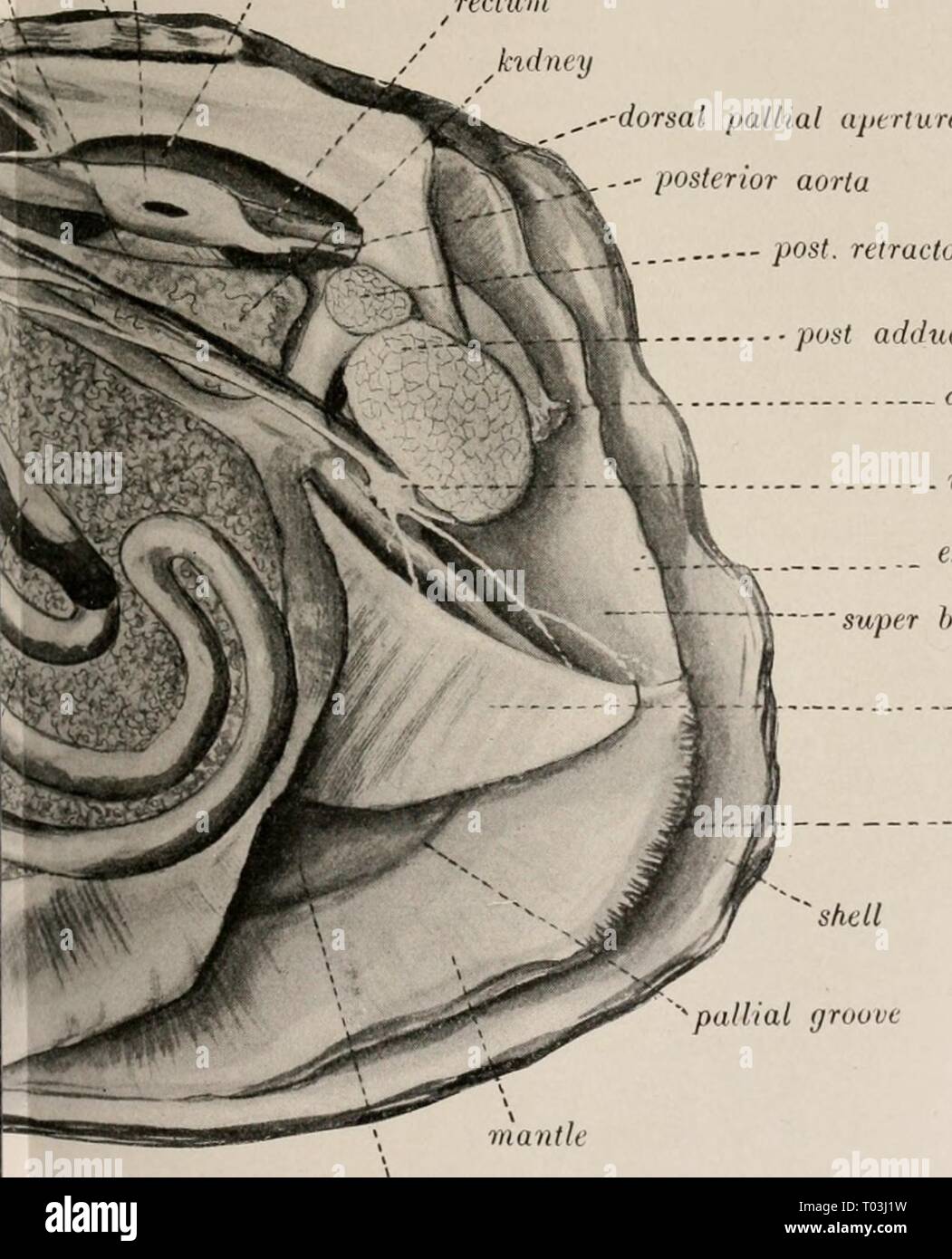 Mantle cavity hires stock photography and images Alamy