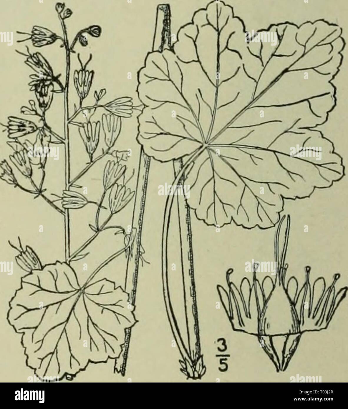 An illustrated flora of the northern United States, Canada and the British possessions : from Newfoundland to the parallel of the southern boundary of Virginia and from the Atlantic Ocean westward to the 102nd meridian . ed2illustratedflo02brit Year: 1913  9. Heuchera longiflora Rydb. Long- flowered Heuchera. Fia:. 2181. Heuchera longiflora Rydb.; Britton, Man. 482. Stems i2°-3° liigli, glabrous or hirsiitulous above, leafless. Leaves long-petioled, orbicular- reniform to orbicular-ovate, 2-4' wide, shal- lowly lobed and with very broad teeth; panicle la-x, wide, with slender branches; floweri Stock Photo