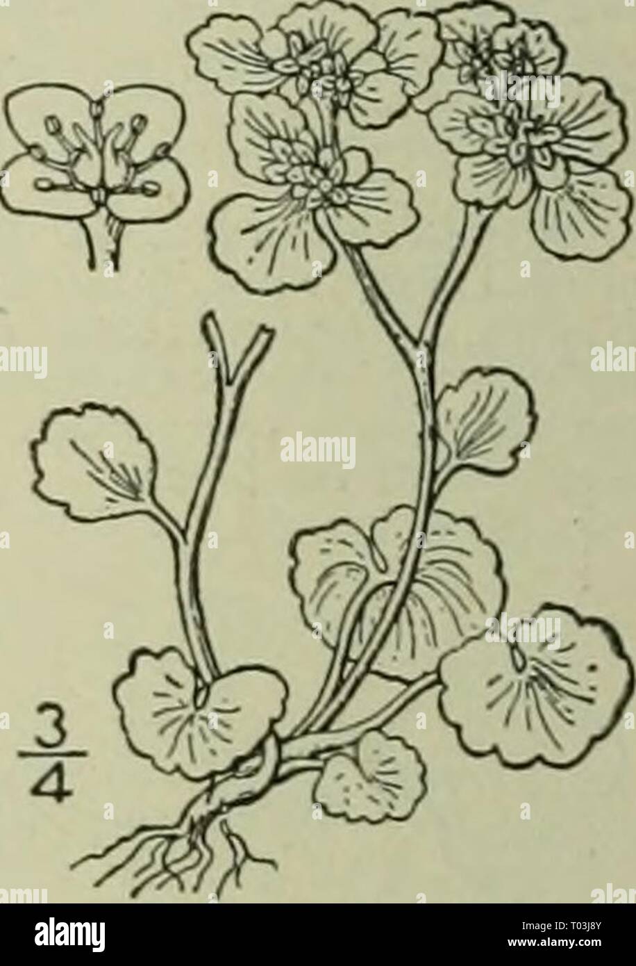 An illustrated flora of the northern United States, Canada and the British possessions : from Newfoundland to the parallel of the southern boundary of Virginia and from the Atlantic Ocean westward to the 102nd meridian . ed2illustratedflo02brit Year: 1913  I. Chrysosplenium americanum Schwein. Golden Saxifrage. Water Carpet. Fig. 2185. Stems slender, decumbent, forked above, glabrous or very nearly so, 3'-8' long. Lower leaves opposite, the upper often alternate, broadly ovate, orbicular or somewhat reniform, ob- tuse or truncate at the base, rounded at the apex, crenate or obscurely lobed, 2' Stock Photo