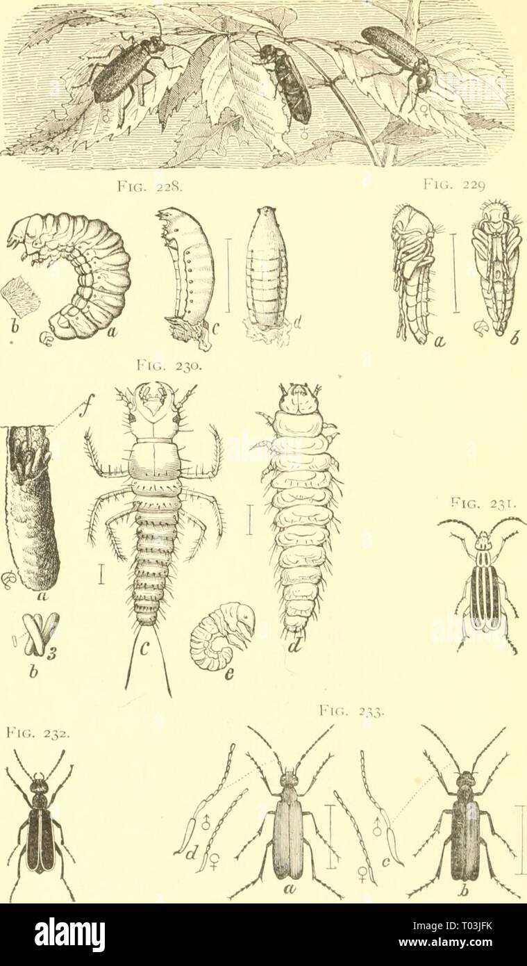 Economic entomology for the farmer and the fruit grower, and for use as a text-book in agricultural schools and colleges; . economicentomolo00smit Year: 1906  Fic. 227.    Meloidffi, or ' blister-beetles.'—Fig. 227. Spanish fly, Lytta vesicatorta. Fig. 228, Epicauta vittata: a. second larva; &lt;-, d, coarctata larva, from back and side. Fig. 229, a and b, true pupa of same, from side and front. Fig. 230, a, grasshopper egg-pod : 6. a few eggs from same ; c, triungulin ; d, carabidoid larva ; e, scarahidoid larva. Fig. 231, adult Epicauta vittata. Fig. 232, Epicauta cinerea. Fig. 233, a, Macro Stock Photo