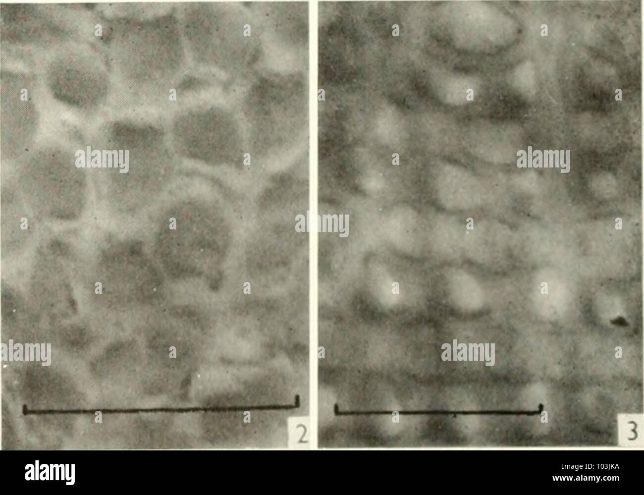 Electron microscopy; proceedings of the Stockholm Conference, September, 1956 . electronmicrosco00euro Year: 1957  Fig. 1. Section through the ctiticlc of Liiinhriciis sp. whicli shows the layers of fibrils which lie adjacent to the epidermal cells. Cytoplasmic processes stretch between the cell surface and the outer membrane of the worm, and form a basket- weave pattern with the fibrils. The microvilli on the outer surface of the worm are seen at the top of the micrograph. Magnification 23,000. method whereby the protein molecules became orien- tated into the distinctive layered structure whi Stock Photo