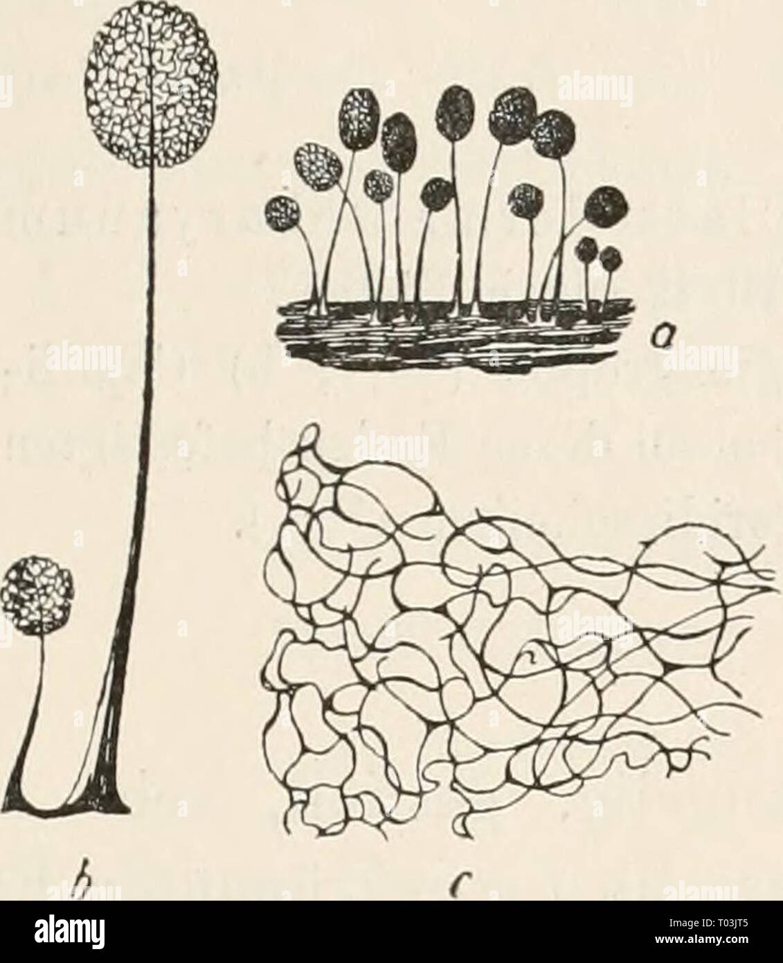 Dr. L. Rabenhorst's Kryptogamen-Flora von Deutschland, Oesterreich und der Schweiz . drlrabenhorstskr0110rabe Year: 1920  231 Mitte des Sporangiums hinaufreichend. Capillitium wie bei Stemonitis, aber die äußersten Verzweigungen kein feinmaschiges Oberflächennetz bildend.    Fig. 87. Comatricha nigra (Pers.) Schröter (nach Lister). a) und b) Sporangieugrupi^eu, '1) ('/i), b) ('7i); c) Stück desCapilli- tiums (''/i). Stock Photo