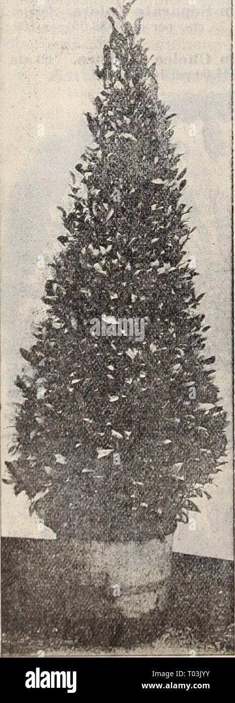 Dreer's wholesale price list / Henry A. Dreer. . dreerswholesalep1898dree Year:   Standard or Tkke-shapeu Bay.    Bay Trees. (Lanms Nobilis.) Standard or Tree-shaped,—(See cut.) Stems 45 in. high, crowns 36 in. in diam $10 00 each. ' 45 ' ' ' 40 ' ' 12 50 ' ' 45 ' ' ' 48 ' ' 15 00 ' Also a lot of young plants in 8 inch pots, crowns 12 to 15 inches in diameter, $2.50 each. Pyramidal-shaped.—(See cut.) 5j feet high, 34 inches in diam. at base $7 50 each. 7 ' 36 ' ' ' 10 00 ' 8 ' 40 ' ' ' 12 50 ' 8 ' 44 ' ' ' 15 00 ' Also a lot of small plants in 9 inch pots, 36 to 42 inches high, and 15 inches i Stock Photo