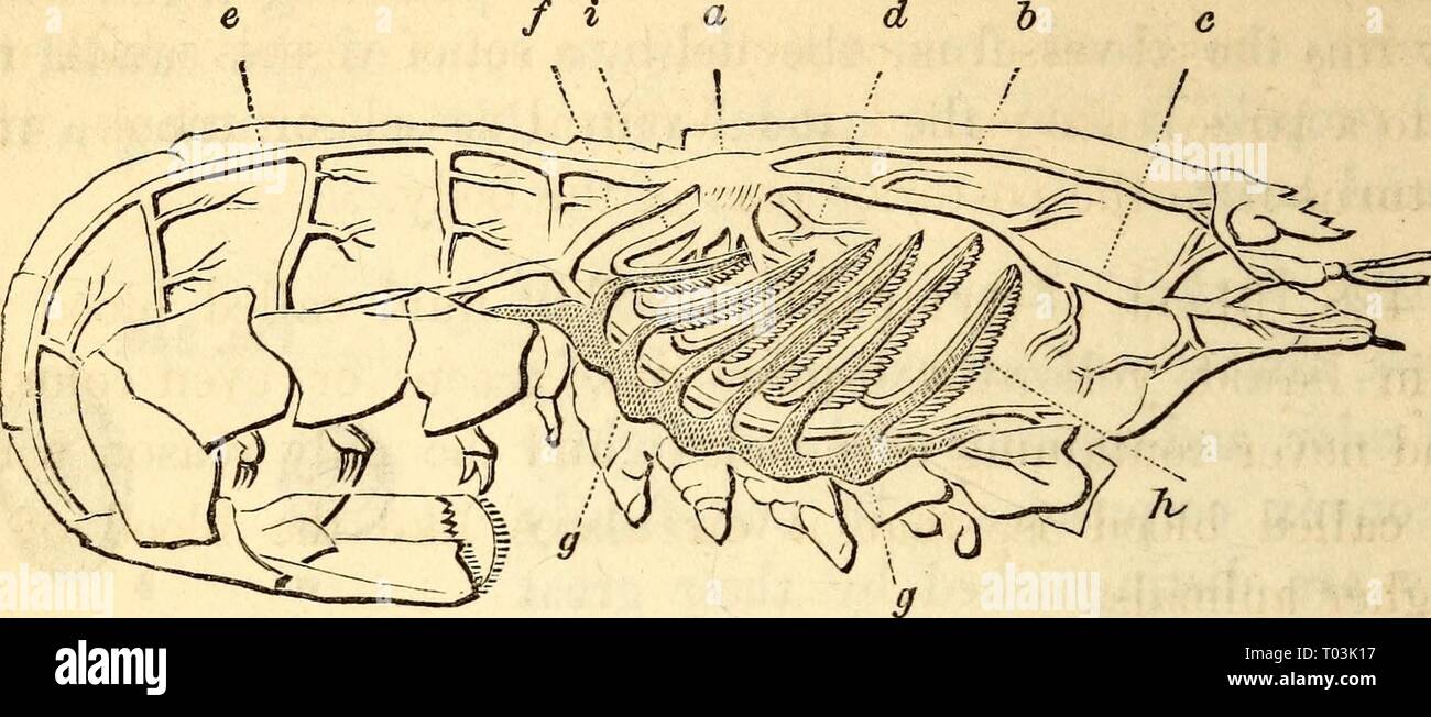 Anatomy Of A Lobster Anatomical Charts & Posters