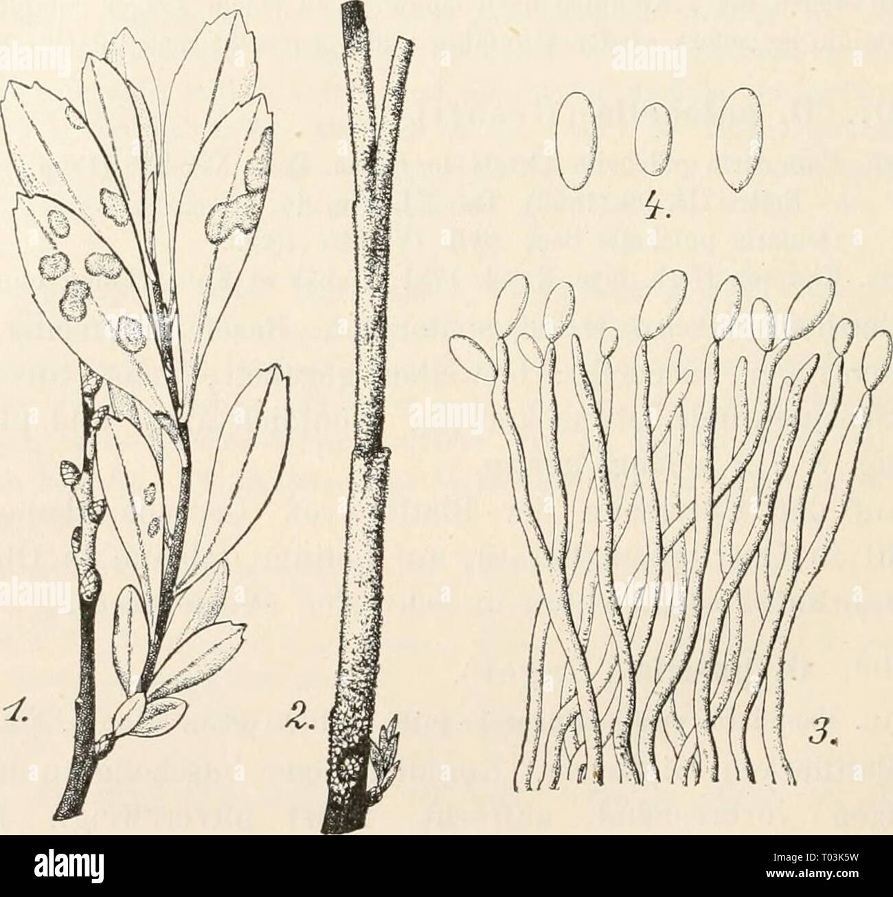 Dr. L. Rabenhorst's Kryptogamen-Flora von Deutschland, Oesterreich und der Schweiz . drlrabenhorstskr0108rabe Year: 1907  236 Syn. Ovularia inyricae Peck rascr. cfr. Vestergren l. c, Sphaeria (?) Sommeri Eichelbaum in Bot. Ceutralbl. XXIX, 378 (1887). Ovularia Sommeri Sacc. in Grevillea XXI, 68 (1893), Taf. 184, Fig. 14; Svll. XI, 599. Exs. Vestergren Microin. rar. sei 245, 546; v. Thümen Herb. myc. oec. 481; V, Thümen Myc. univ. 1175; Eabenh. Fungi eur. 2267; Eoumeguere Fungi gall. 3686. Aeste auf weite Strecken rundum mit einer weissen, oft leicht rötlichen, trocken rissigen Kruste überziehe Stock Photo