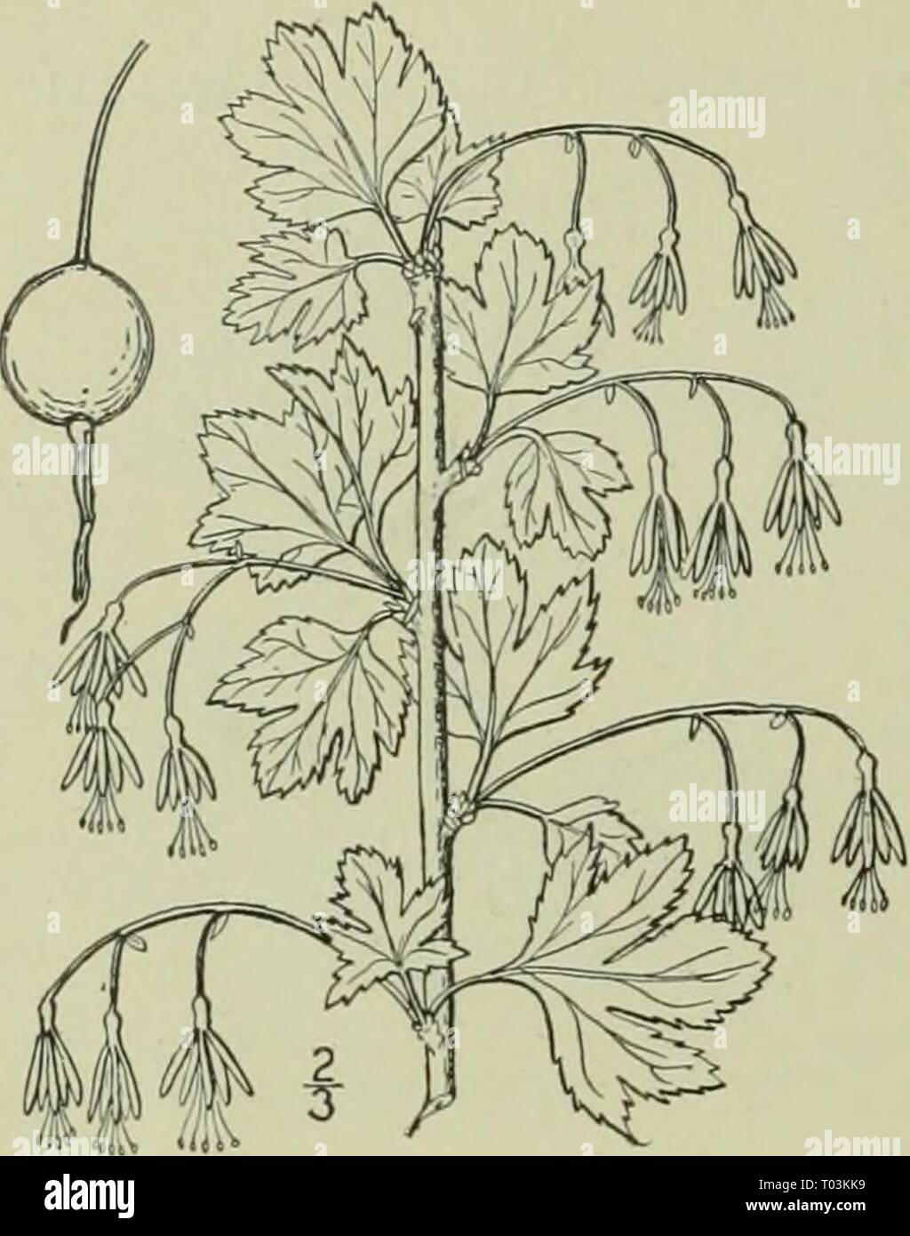An illustrated flora of the northern United States, Canada and the British possessions : from Newfoundland to the parallel of the southern boundary of Virginia and from the Atlantic Ocean westward to the 102nd meridian . ed2illustratedflo02brit Year: 1913  GROSSULARIACEAE. Vol. II.    2. Grossularia missouriensis (Nutt.) Cov. & Britt. Missouri Gooseberry. Fig. 2206. Ribes gracile Pursh, Fl. Am. Sept. 165. 1814. Not Michx. Ribcs missouriensis Nutt.; T. & G. Fl. N. A. i: 548. 1840. Grossularia missouriensis Cov. & Britt. N. A. Fl. 22: 221. 1908. Nodal spines slender, solitary, or 2-3 together, r Stock Photo
