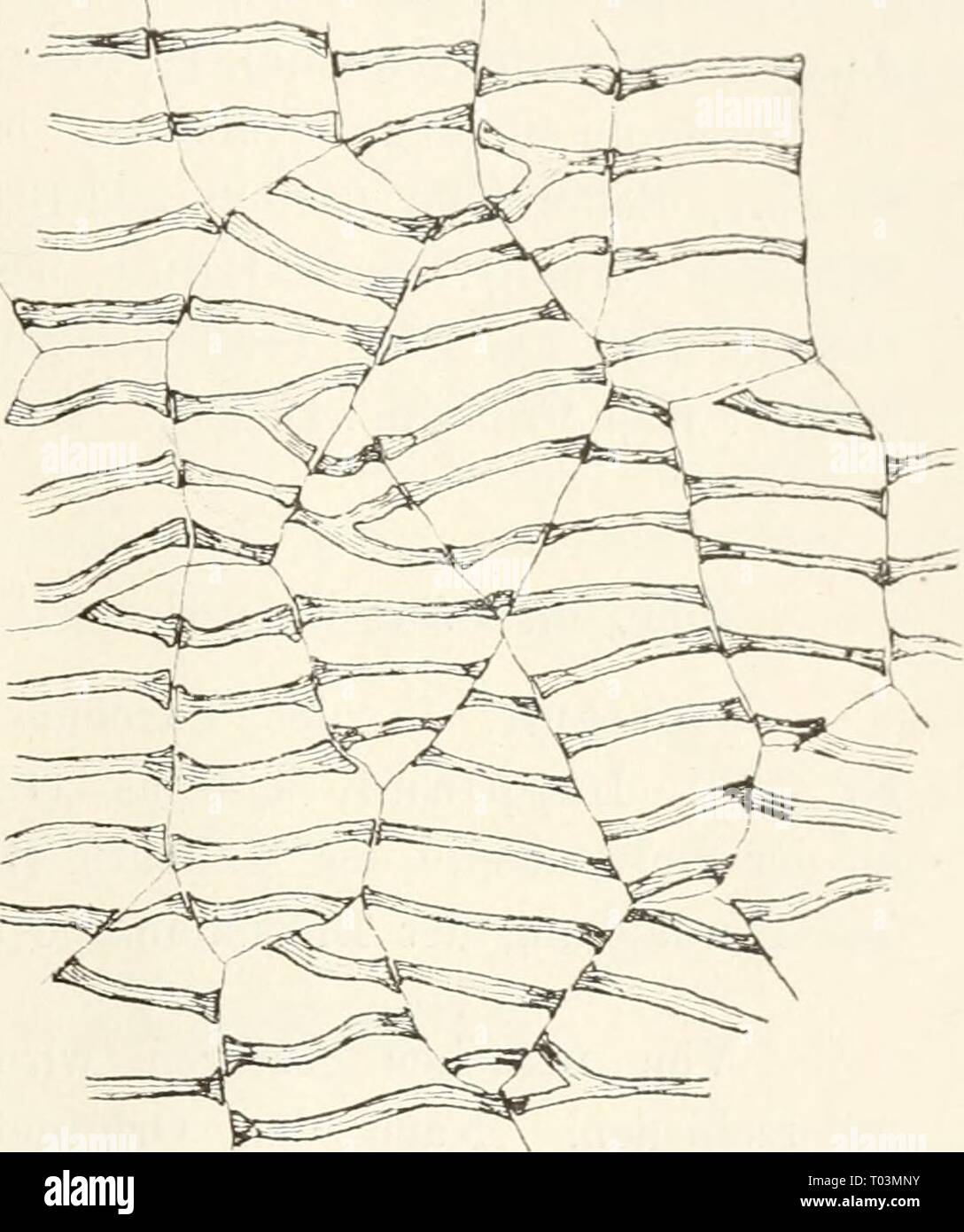 Dr. L. Rabenhorst's Kryptogamen-Flora von Deutschland, Oesterreich und der Schweiz . drlrabenhorstskr0601rabe Year: 1906  Oev^a. 241 oft rinnig. Assimilatiousgewebe Synonyme: Marcliantia hyalina Summerfelt, .Suppl. tl. lapponicae S. 79 (1826J, Magaz. Naturv. 1833. S. 284. FimLriaria nana Lindenberg, Hep. Eiirnj). S. 110 (1829). Sauteria hyalina Lindberg-, 0&lt;-tv. Vrt. Akad. Fi'.ili. XXIll. S. 561 z. T. (1866). Ex«ikkaten: De Notaris, Hb. eritt. ital. Kr. 707. Hu.snot. Hep. Gall. exs. Nr. 169! Zweihäiisig, Xerophyt. Thallus zart, gelbgrün, dem dci- Smiferia ähnlich, mit breiter Mittelrippe un Stock Photo